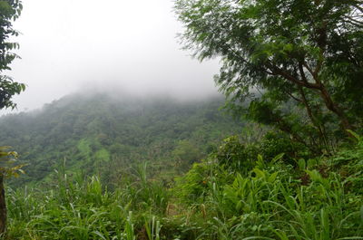 Scenic view of forest against sky