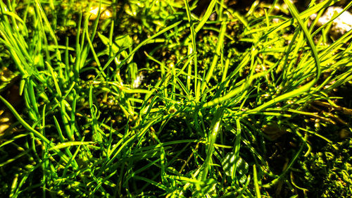 Full frame shot of fresh green plants