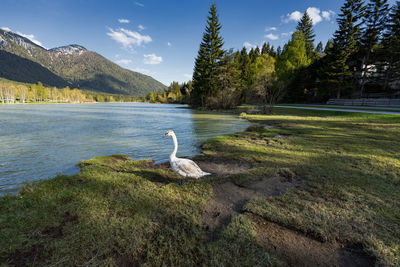 Swan in a lake