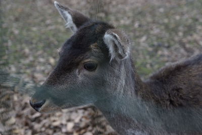 Close-up of deer