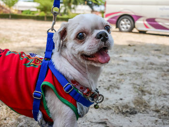 Close-up of dog