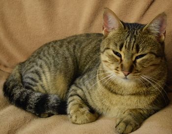 Close-up portrait of cat relaxing