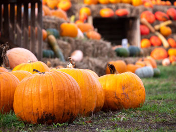 Pumpkins in market during autumn