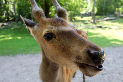 Close-up of deer