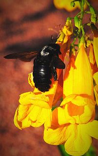 Close-up of bee on yellow flower