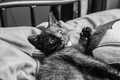 Close-up of cat relaxing on bed at home