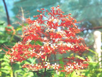 Close-up of red flowers