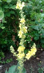 Close-up of yellow flowers