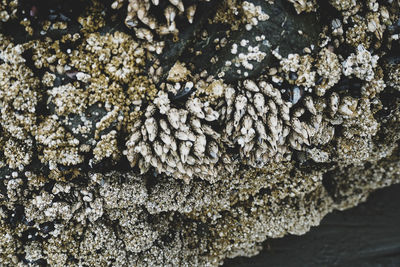 High angle view of lichen on rock