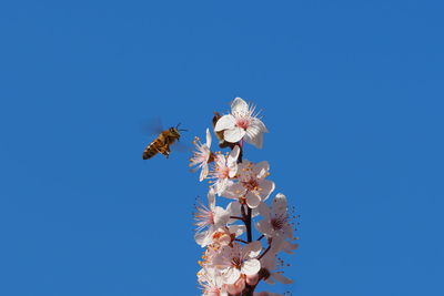 Bee Plum Plum