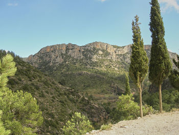 Big mountain surrounded by pine trees with blue sky. bright blue sky with white clouds