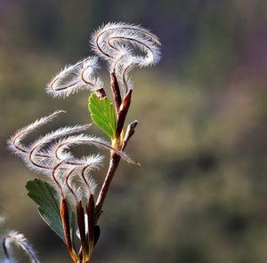 Close-up of plant against blurred background