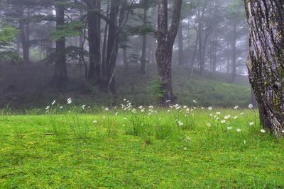 Trees growing in field