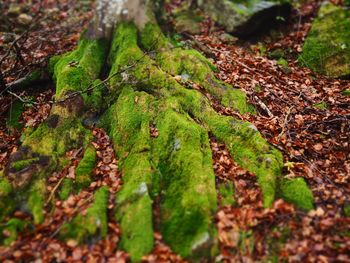 Full frame shot of moss growing on field