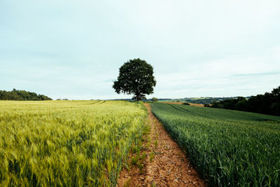 Scenic view of field against sky