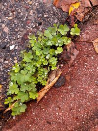 High angle view of plant