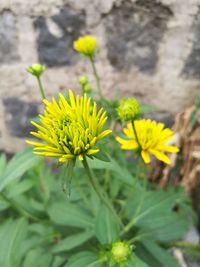 Close-up of yellow flowers blooming outdoors