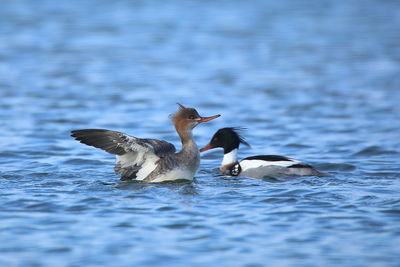 Ducks in a lake