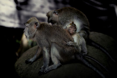 Monkeys sitting outdoors