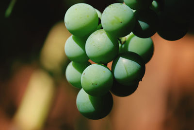 Close-up of grapes growing on plant