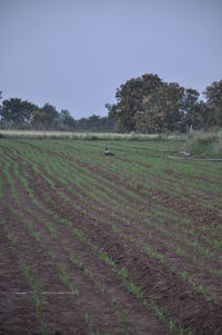 Scenic view of agricultural field against clear sky