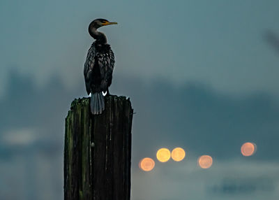 bird