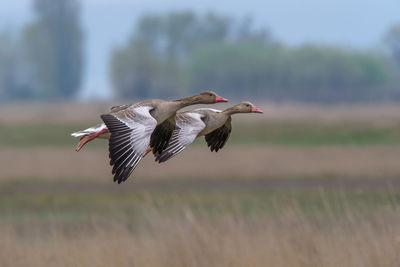 Side view of a bird flying