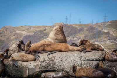 Seals on rock against mountain