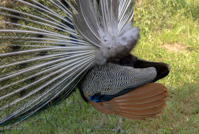 Close-up of a peacock