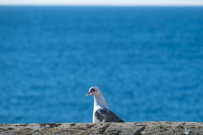 Bird by rock against sea