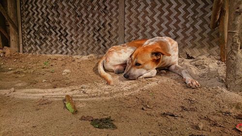 High angle view of a dog resting