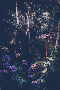 Close-up of plants against trees at night