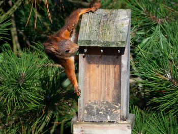 Close-up of squirrel