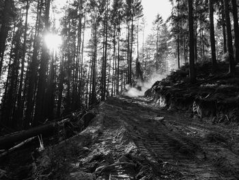 Sunlight streaming through trees in forest