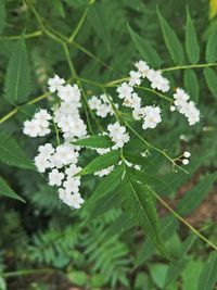 Close-up of white flowers blooming outdoors