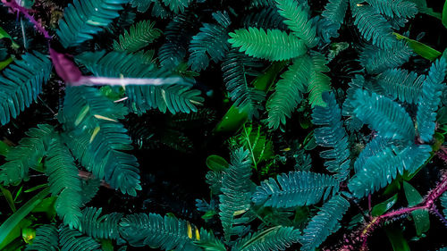 Full frame shot of plants growing on tree