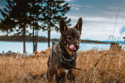 Portrait of dog on field