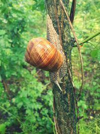 Close-up of snail on tree