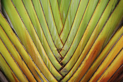 Full frame shot of green leaf