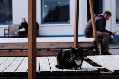 Black cat sitting on table