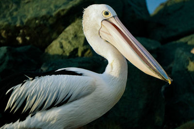 Close-up of pelican on rock