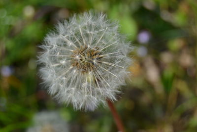 Close-up of dandelion