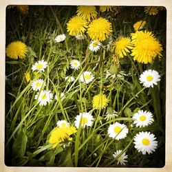 Close-up of white daisy flowers blooming in field