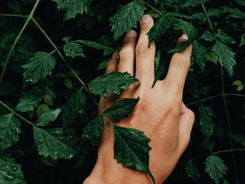 Close-up of hand touching green leaves