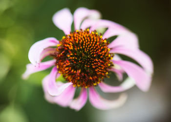 Close-up of pink flower