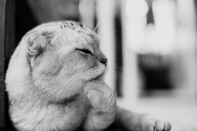 Close-up of cat sleeping