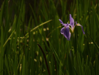 Close-up of purple iris flower on field