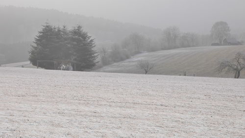 Trees on snow covered landscape