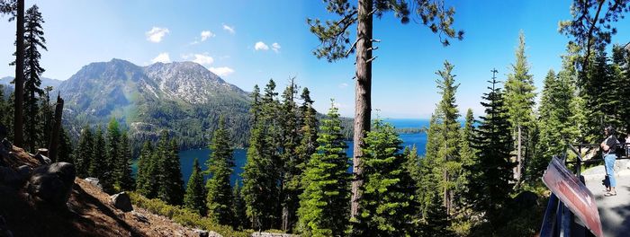 Panoramic view of pine trees against sky