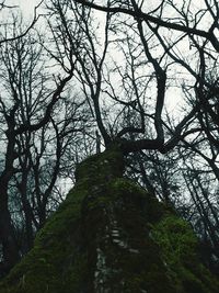 Low angle view of bare trees against sky